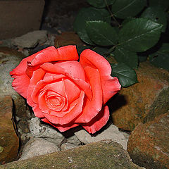 photo "Fallen rose"