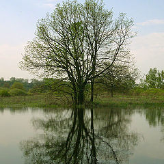 фото "Отражение дерева"