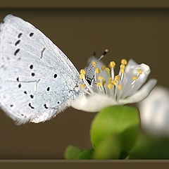 фото "Бабочка и цветок."