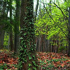 photo "With the beginning in the spring"