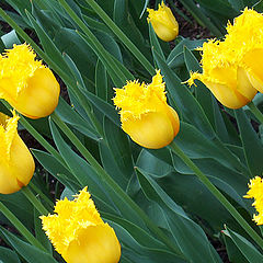 фото "Солнечные тюльпаны (для Анны)"