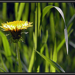 photo "Dandelion"