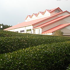 photo "Building in a tea field"