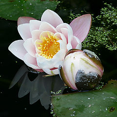 photo "Water Lilies"