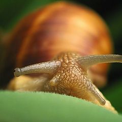 photo "Portrait of a snail"