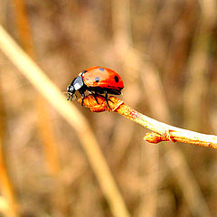 photo "Balancing on a branch"