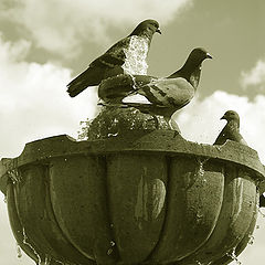 photo "Doves"