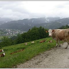 photo "Tuernitz Cow"