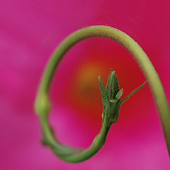 photo "The Flower and the Vine"