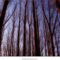 фото "trees I"