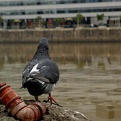 фото "Pigeon"