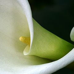 фото "calla"