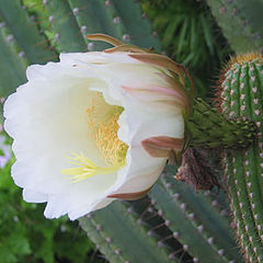 photo "cactus flower"