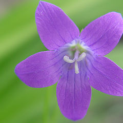 photo "Bell-flower"