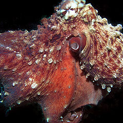 фото "Octopus"