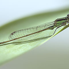 photo "Dragonfly"