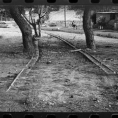 фото "perspectiva between 2 trees"