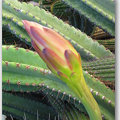 фото "cactus flower"
