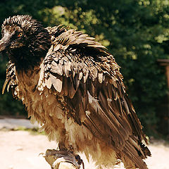 фото "Большой кавказский орел"