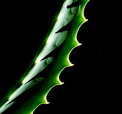 photo "Aloe 3"