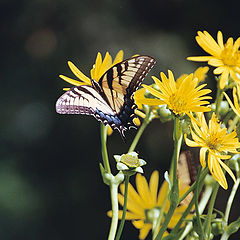 photo "Eastern Tiger Swallowtail"