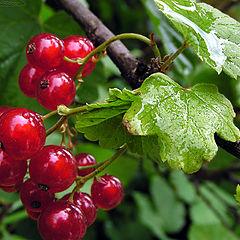 photo "After the rain."