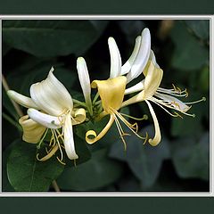 фото "honeysuckle"