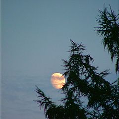 photo "Slowly the moon rises"