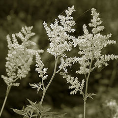 photo "The Three"