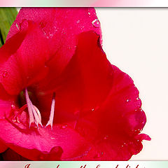фото "In a red mouth of a gladiolus"
