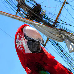 photo "First Mate"