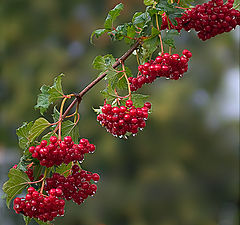 photo "Guelder-rose under a rain"