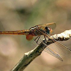 photo "Dragon Fly 3"