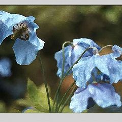 фото "himalayan papaver"