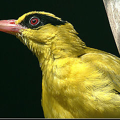 photo "Yellow bird"