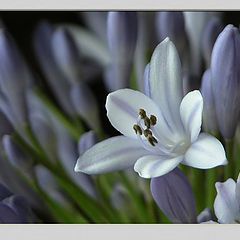 фото "agapanthus"