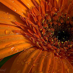 photo "Gerbera 2"