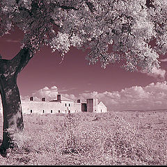 photo "Rural IR"