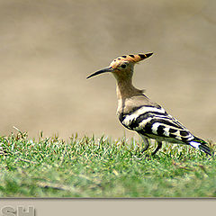 фото "Another Hoopoe !!"