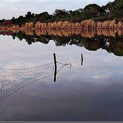 photo "Aquatic fence"