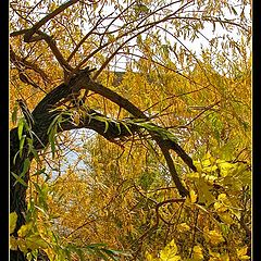 photo "Maple etude"