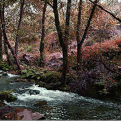 photo "Dream forest"