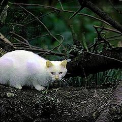 фото "white cat!"
