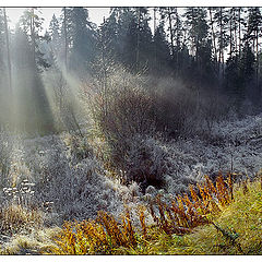 фото "Ноябрь в лесу"