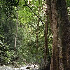 фото "Thailand - Kaeng Krachan 3"