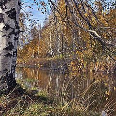 фото "Березы"