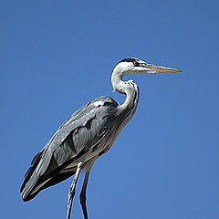 photo "Heron"