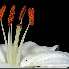 photo "Stamen"