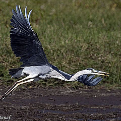 photo "Heron 3"