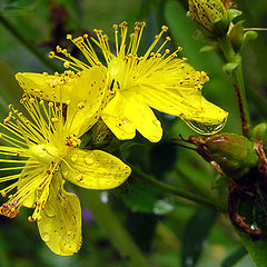 photo "Wildflowers."